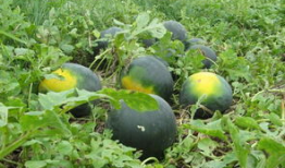 大荔吃瓜最新事件爆料,最新爆料揭秘幕后真相