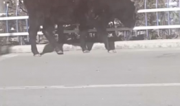 牛的搞笑短视频,牛的搞笑短视频集锦